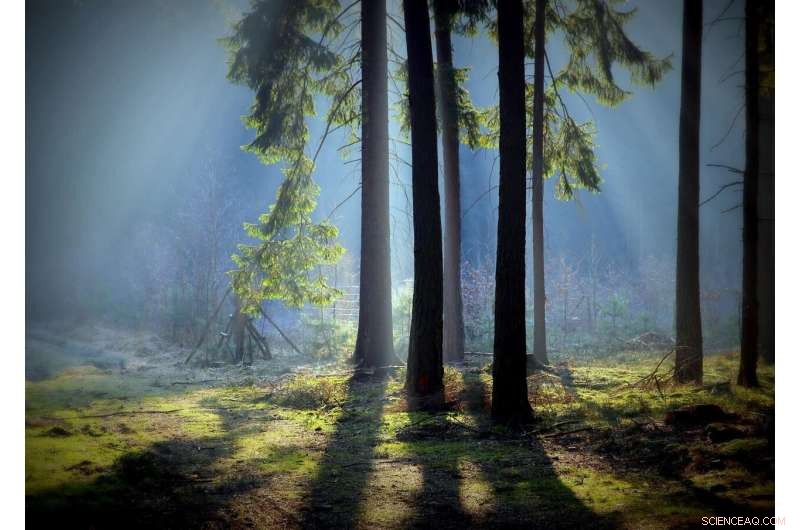 Litter Decomposition in Forest Ecosystems: Factors & Processes