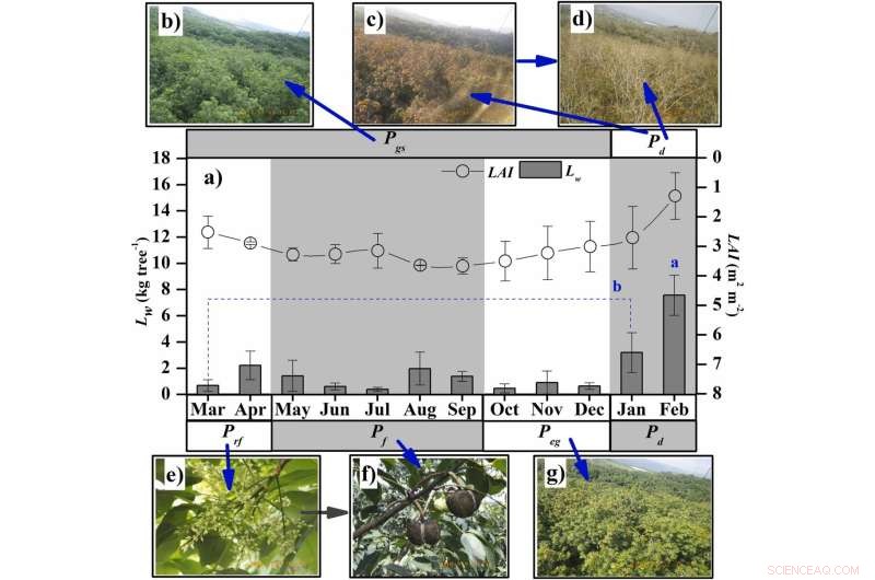 Rubber Tree Planting Density & Water Use Efficiency: A Comprehensive Analysis