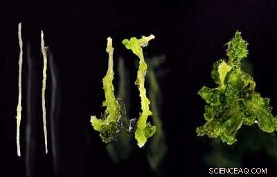 Warm Temperatures Boost Arabidopsis Shoots Regeneration: A New Study