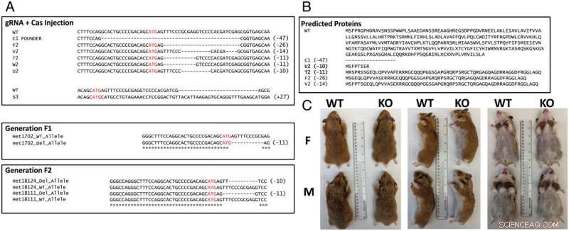CRISPR Gene Editing Alters Social Behavior in Hamsters: A Research Update