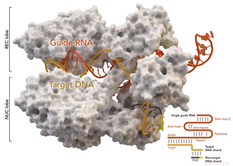 CRISPR Gene Editing Breakthrough: Chemical Process Enhances Precision