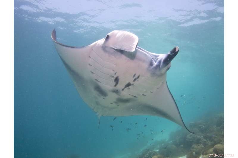 Komodo National Park: Major Manta Ray Aggregations Discovered – A Conservation Hope
