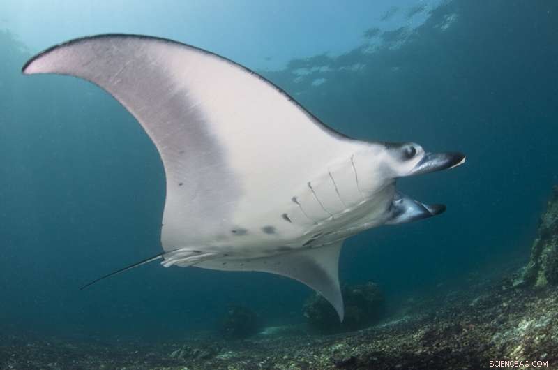 Komodo National Park: Major Manta Ray Aggregations Discovered – A Conservation Hope