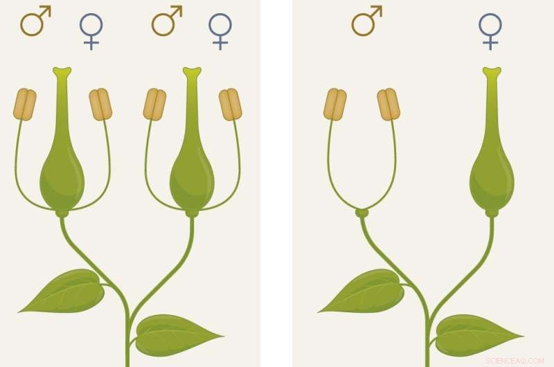 Hybrid Plants: Securing Food Supplies in a Changing Climate