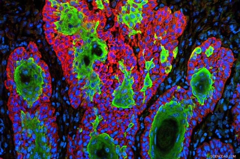 3D Cell Activity Mapping: New Method Reveals Insights into Health & Disease
