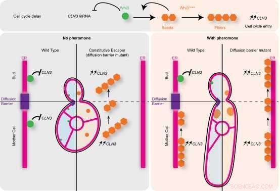 Yeast Cell Memory: New Insights into Individual Cell Memory Mechanisms