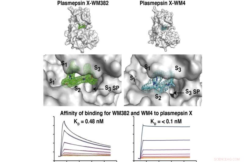 3D Imaging Advances Accelerate Malaria Drug Discovery