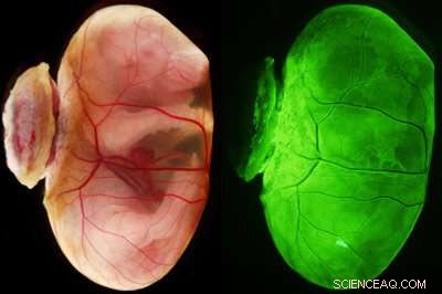 Primitive Endoderm Stem Cells Established from Mouse Mesenchymal Stem Cells