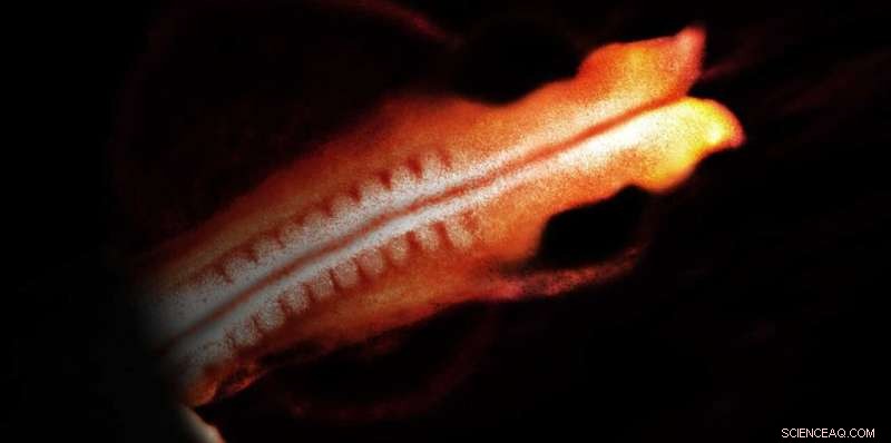 Neural Tube Formation: Passive Processes in Embryonic Development