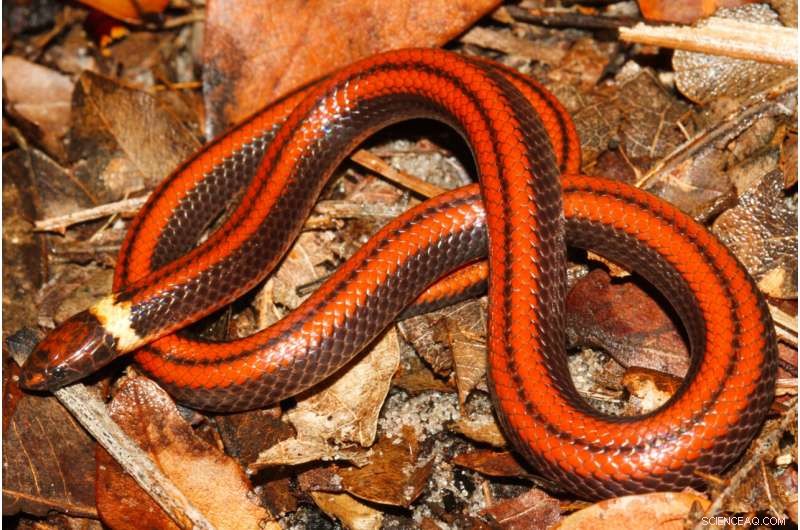 New Snake Species Discovered in Paraguay: *Phalotris shawnella*