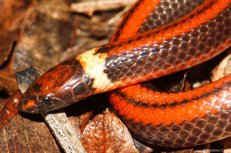 New Snake Species Discovered in Paraguay: *Phalotris shawnella*