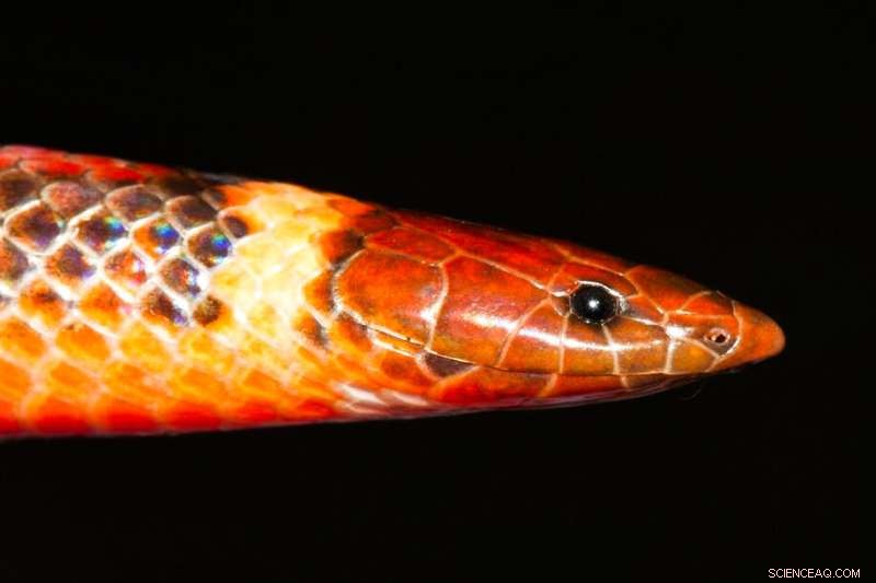 New Snake Species Discovered in Paraguay: *Phalotris shawnella*