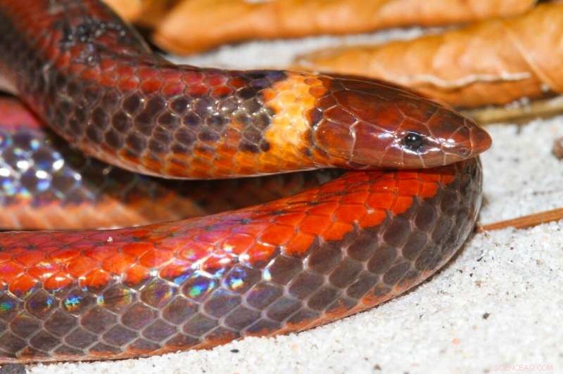 New Snake Species Discovered in Paraguay: *Phalotris shawnella*