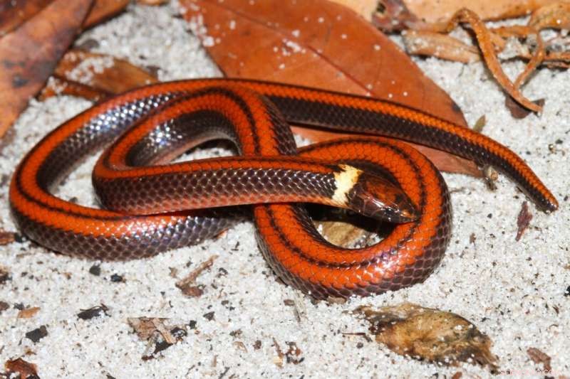 New Snake Species Discovered in Paraguay: *Phalotris shawnella*