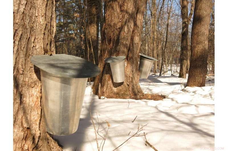 Climate Change Threatens Maple Trees and Maple Syrup Production