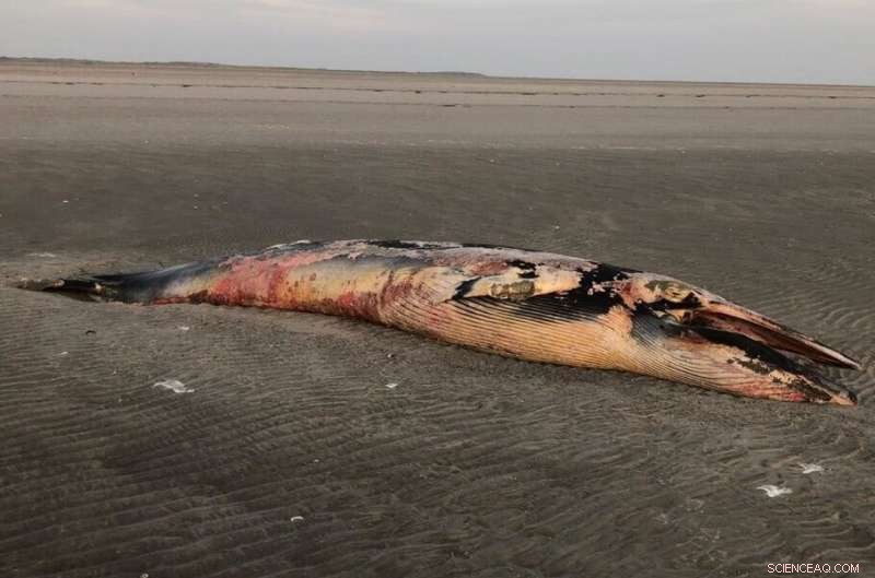 Beetles Discover a Feast in Whale Carcass: New Species Identified