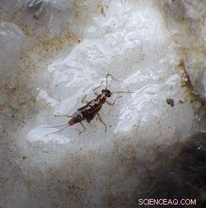Western Glacier Stonefly Range Expanded in Wyoming - University of Wyoming