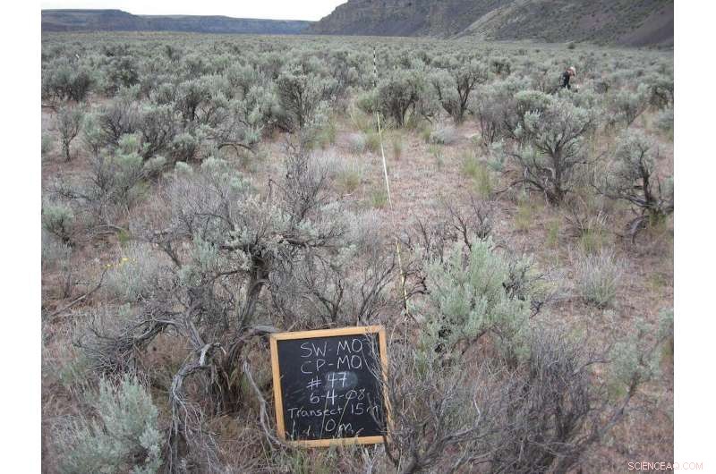 Long-Term Wildfire Control Strategies in Sagebrush Steppe Ecosystem | OSU