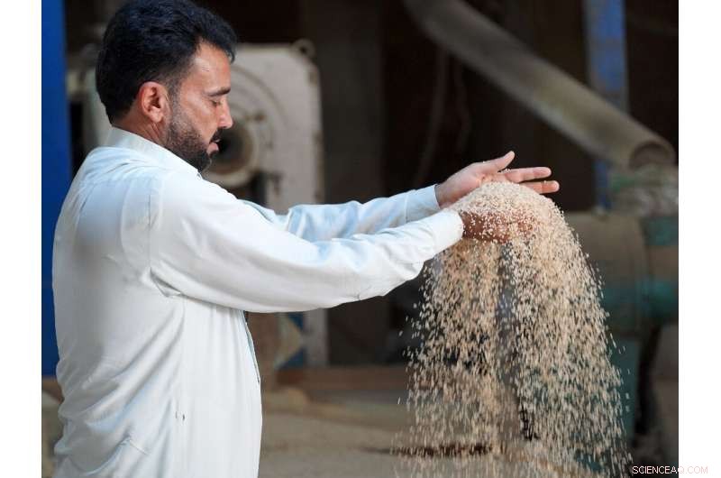 Drought Threatens Iraq s Vital Amber Rice Crop