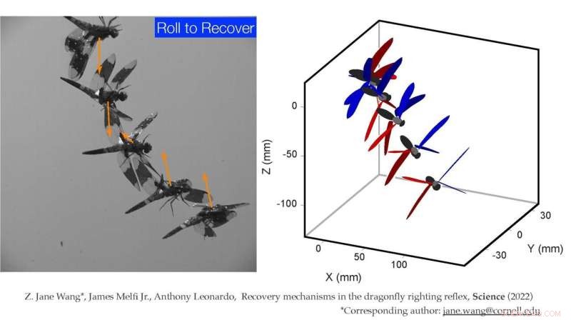 Dragonfly Self-Righting Mechanism: Unlocking Nature s Engineering
