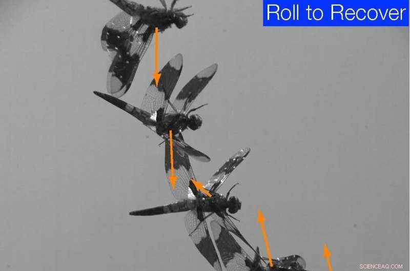 Dragonfly Self-Righting Mechanism: Unlocking Nature s Engineering