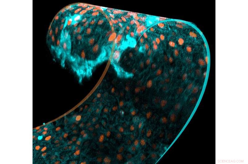 Cell Shape & Volume: How Tissue Curvature Impacts Cellular Growth