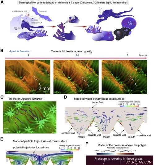Coral Polyps Generate Horizontal Currents via Cilia