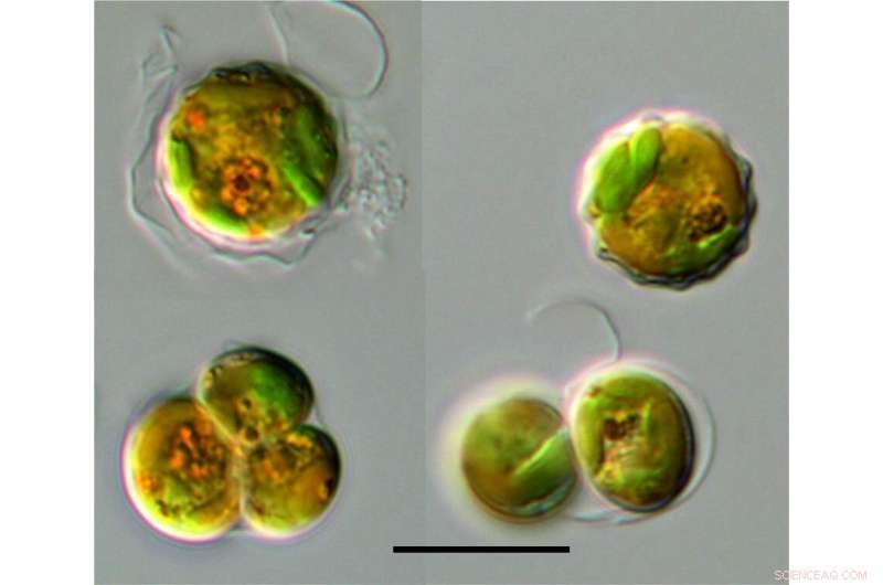 Ancient Algae Hold Keys to Understanding Climate Change