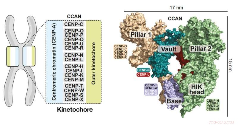 Unraveling Cell Division: Researchers Investigate Key Protein Structure
