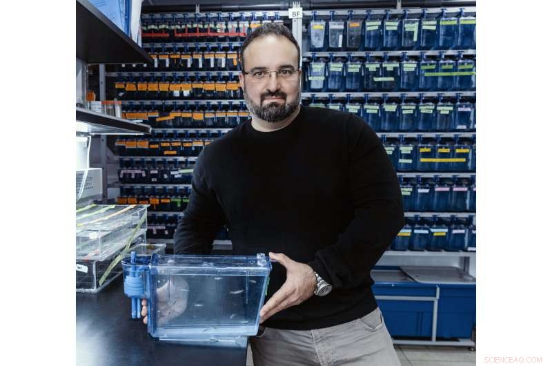 Zebrafish Ovarian Structure Key to Healthy Egg Development | HU