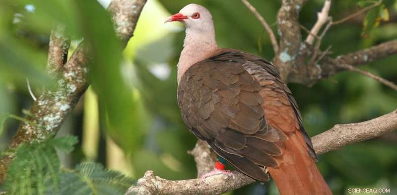 Mauritius Pink Pigeon: Recovery and Ongoing Genetic Diversity Concerns