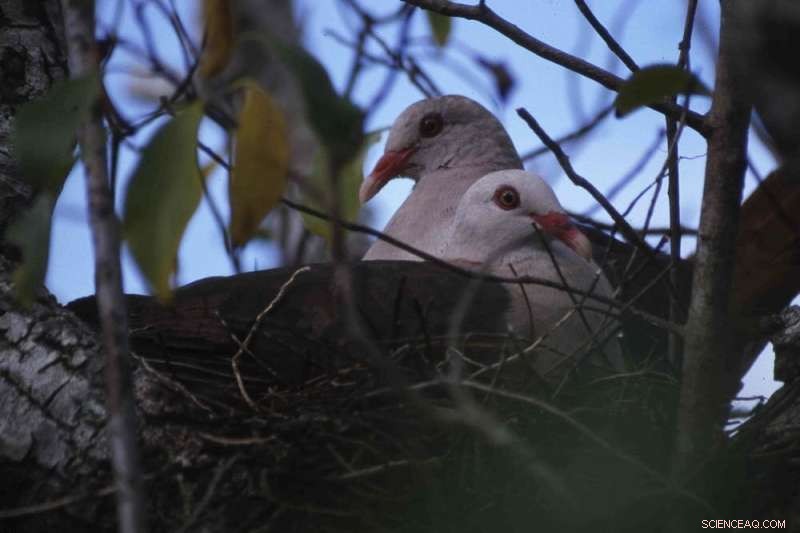 Mauritius Pink Pigeon: Recovery and Ongoing Genetic Diversity Concerns