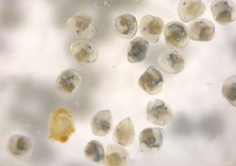 Snapping Shrimp Sounds Attract Baby Oysters: A Reef Restoration Discovery