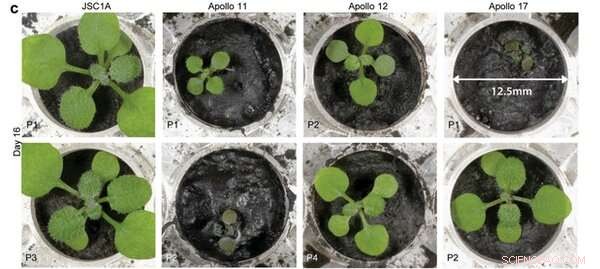 Lunar Gardening: Exploring Plant Growth on the Moon