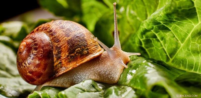 Slugs & Snails: A Gardener s Guide to Coexistence