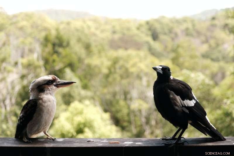 Slugs & Snails: A Gardener s Guide to Coexistence