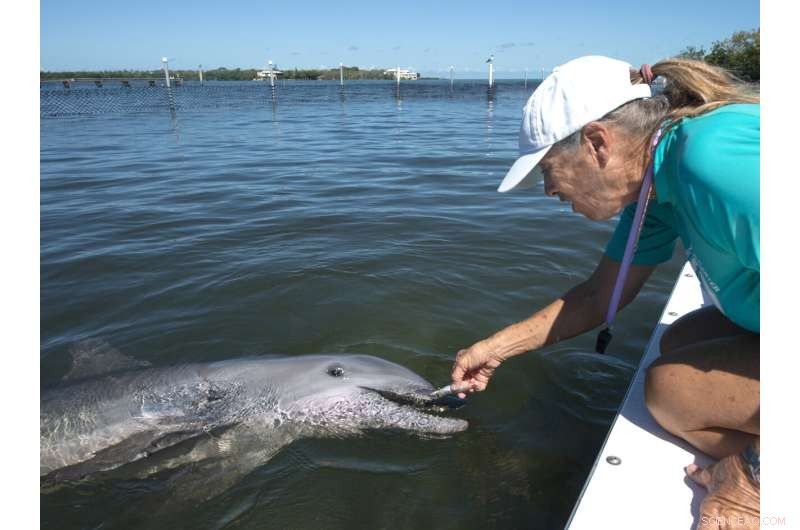 Rehabilitated Dolphin Ranger Returns to Care at Florida Keys Facility