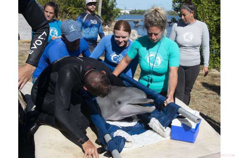 Rehabilitated Dolphin Ranger Returns to Care at Florida Keys Facility