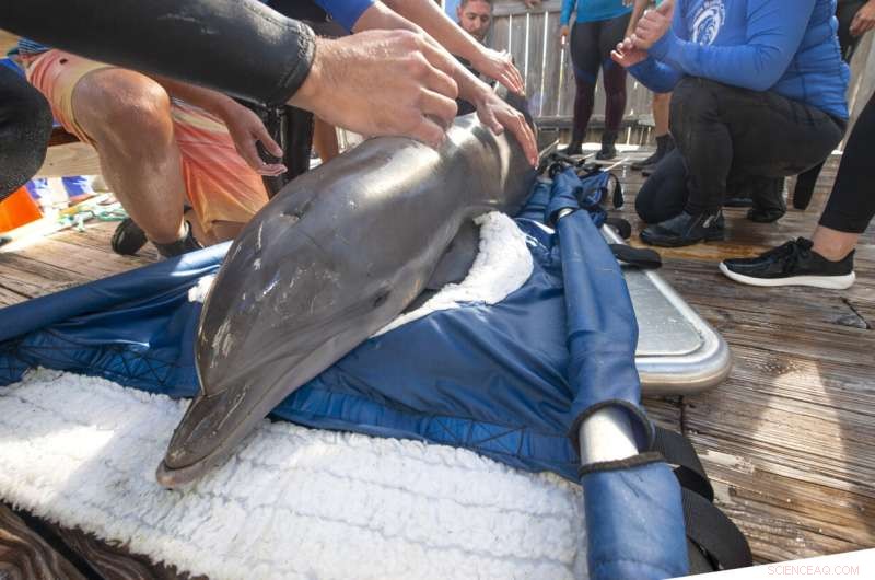 Rehabilitated Dolphin Ranger Returns to Care at Florida Keys Facility