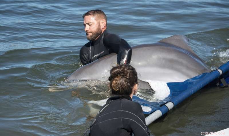 Rehabilitated Dolphin Ranger Returns to Care at Florida Keys Facility