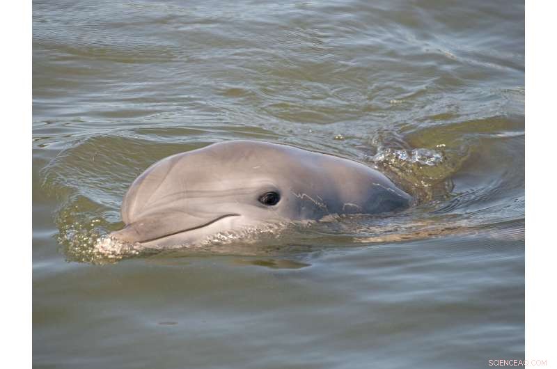 Rehabilitated Dolphin Ranger Returns to Care at Florida Keys Facility