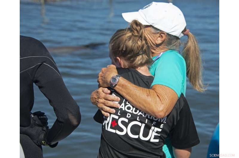 Rehabilitated Dolphin Ranger Returns to Care at Florida Keys Facility