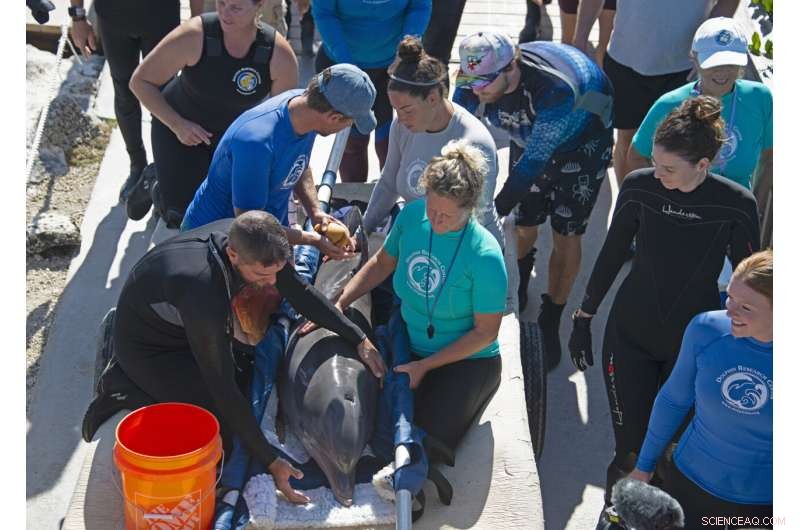 Rehabilitated Dolphin Ranger Returns to Care at Florida Keys Facility