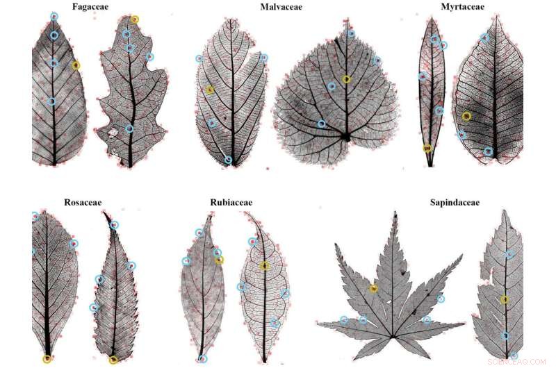 AI Identifies Key Leaf Features: Advancing Botanical Classification