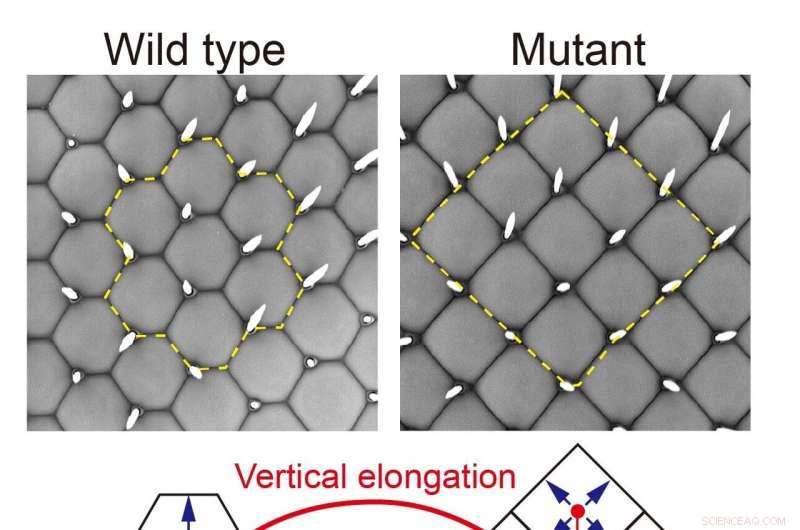Geometric Tessellation in Drosophila Compound Eyes: A Tiling Mechanism