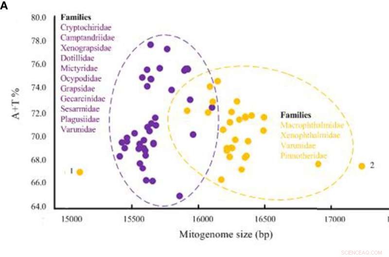 Evolution of Crabs: New Insights into Thoracotremata Genomes