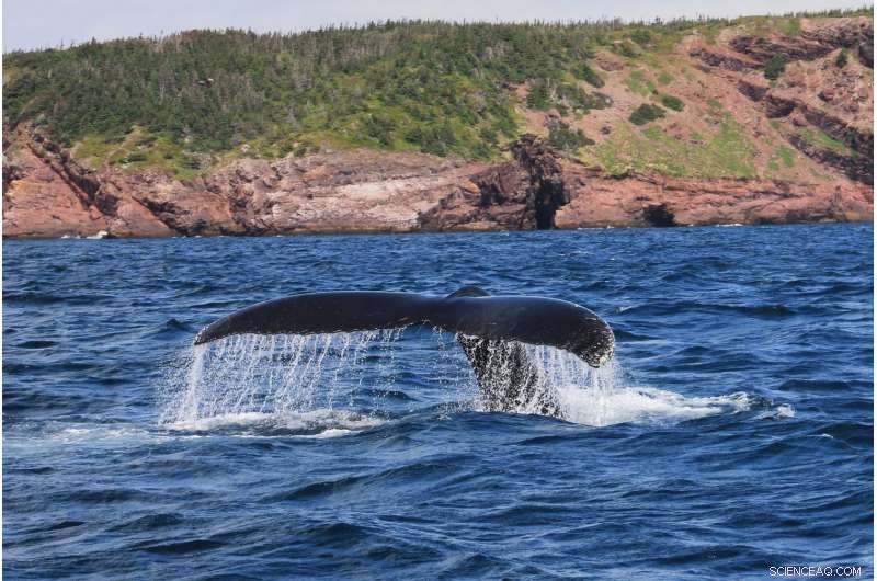 Sperm Whale Death in Florida Keys Linked to Plastic Ingestion