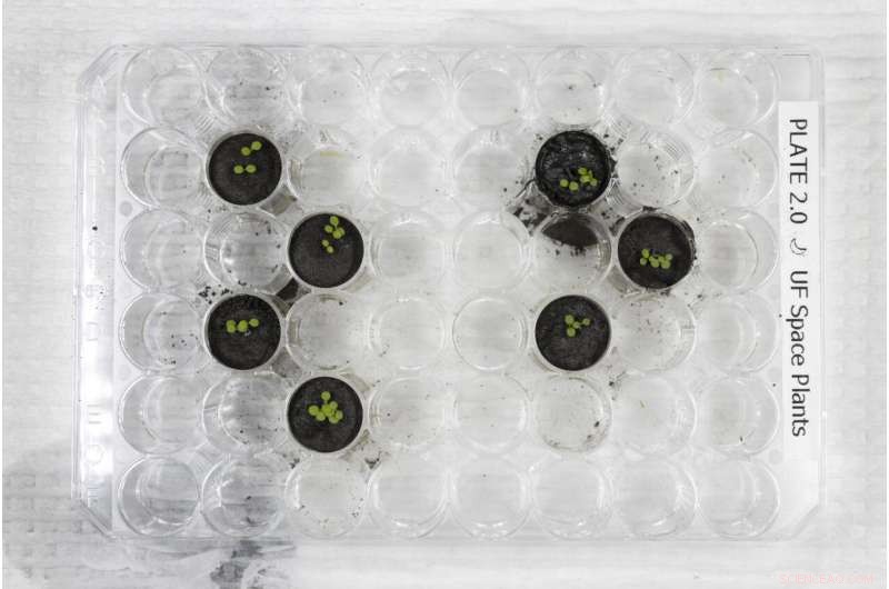 Lunar Soil Breakthrough: Scientists Successfully Grow Plants on the Moon s Soil Simulant