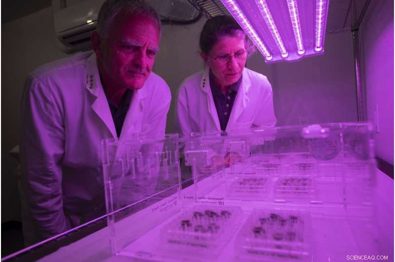 Lunar Soil Breakthrough: Scientists Successfully Grow Plants on the Moon s Soil Simulant