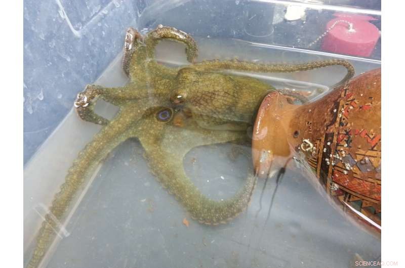 Octopus Reproductive Cycle: Why Mothers Sacrifice Themselves